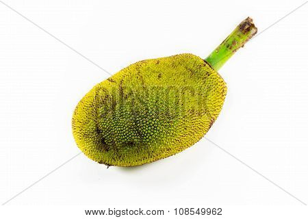 the single green jack fruit on white background.