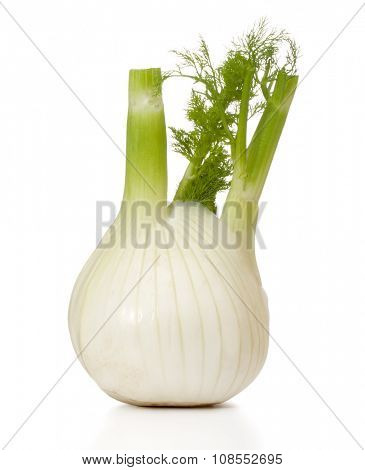 Fresh fennel bulb isolated on white background close up