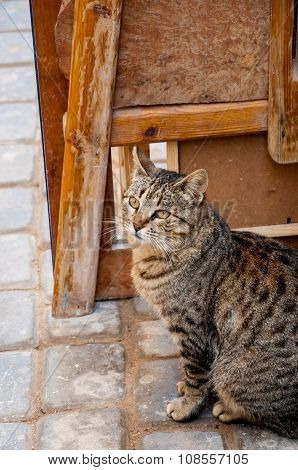 Street cat