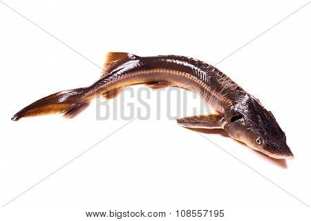 Fresh Sterlet Fish Isolated On White. Sterlet Is A Small Sturgeon.
