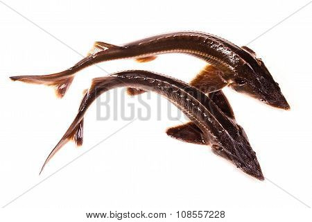 Fresh Sterlet Fish Isolated On White. Sterlet Is A Small Sturgeon.