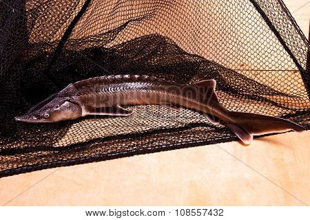 Fresh Sterlet Fish On Fishing Net. Sterlet Is A Small Sturgeon.