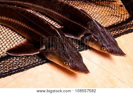 Close Up View Of The Sterlet Fish On Fishing Net. Sterlet Is A Small Sturgeon.