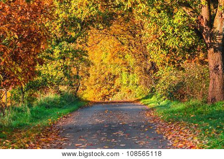 Country Road In Autumn