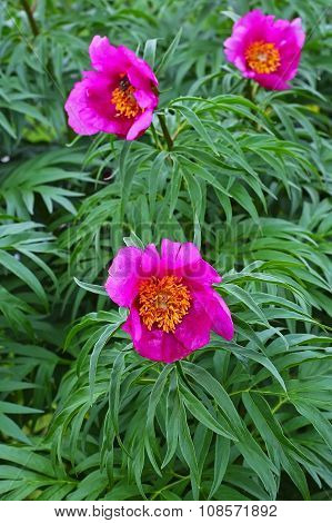Flora of Siberia - Marin or peony root (Latin Paeonia anomala)