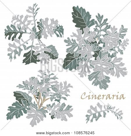 Set Realistic Cineraria Flowers On  White Background