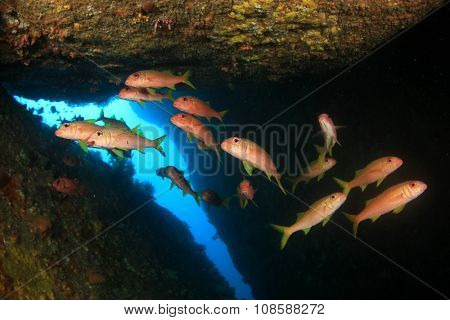 Goatfish in underwater cave