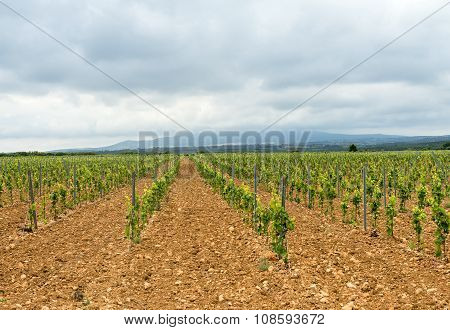 Vineyard In Languedoc-roussillon (france)