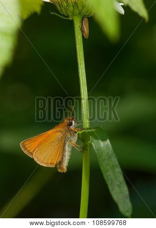 European Skipper