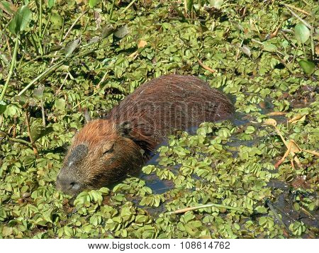 Capybara (Hydrochoerus hydrochaeris)