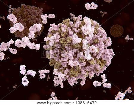 Antibodies binding to virus (influenza virus)