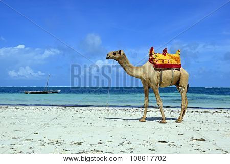 Beautiful Coast Diani