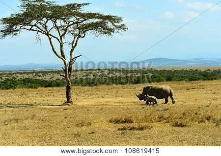 The Tree In The African Savanna
