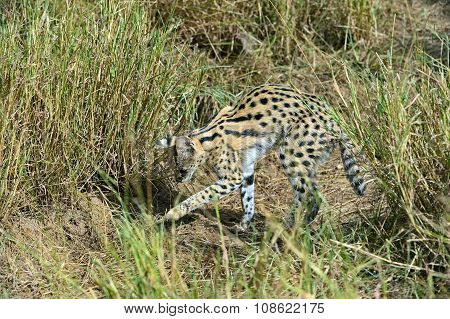 Serval Tsavo Park