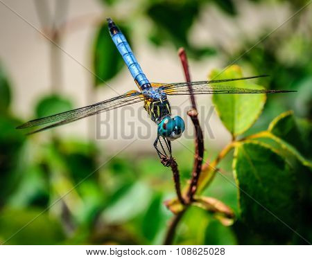 Blue Dragonfly Perched ON A Twig