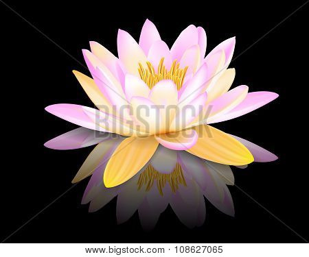 Water lily