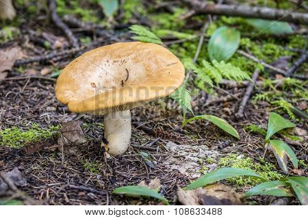 Mushroom - Haliburton, Ontario, Canada