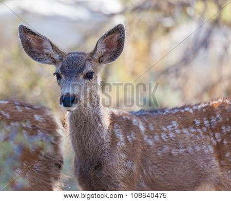 Mule Deer Fawn