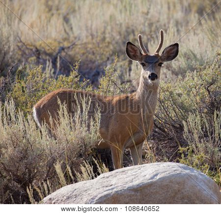Young Buck Mule Deer