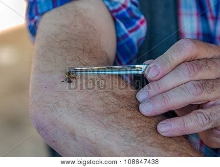 Apitherapy