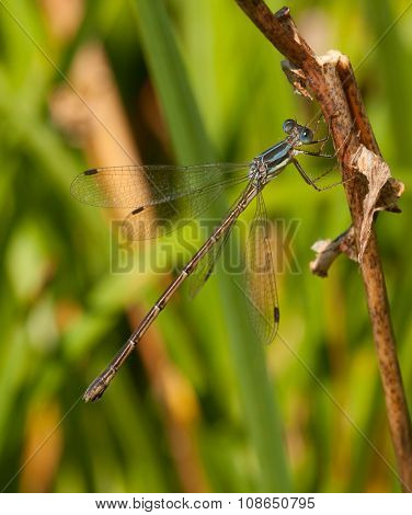 Spreadwing Damselfly