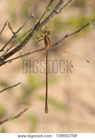 Spreadwing Damselfly