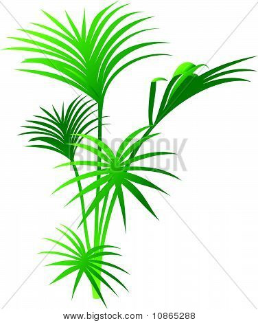 Blume