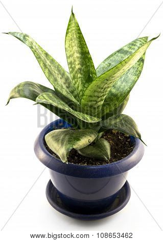 Aspidistra Bush In Blue Flowerpot Isolated On White