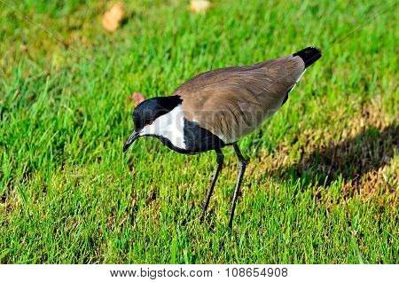 blacksmith lapwing