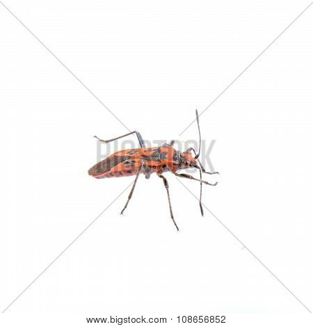 Nice Firebug On White Background