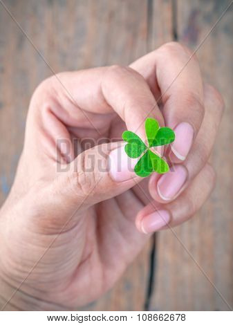 The Girl Holding  Clover Leaf Concept For Love Hope And Goodness On Old Wood.