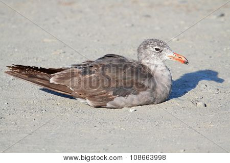 Heermanns Gull (larus Heermanni) By The Ocean