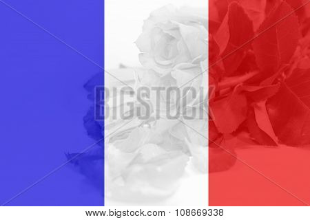 France flag with rose background