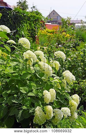 Blooming hydrangea