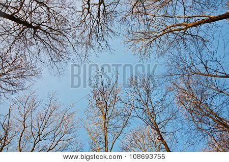 crown of trees with clear blue sky and harmonic branch structure