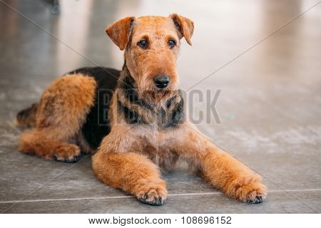 Brown Airedale Terrier Dog Close Up
