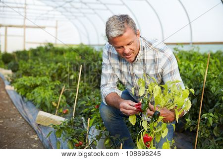 Farmer Checking Organic Chilli Plants In Greenhouse