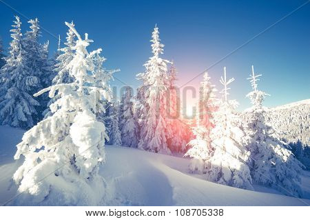 Majestic winter landscape glowing by sunlight in the morning. Dramatic wintry scene. Location Carpathian, Ukraine, Europe. Beauty world. Retro and vintage style, soft filter. Instagram toning effect.