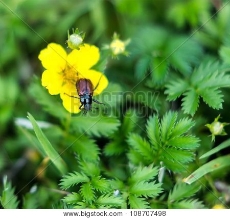 Garden beetle, Phyllopertha horticola
