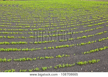 Field With Irrigation System On Volcanic Lapilli Ground