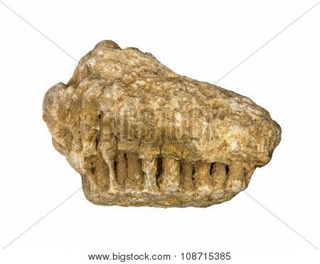 Fossils of sea sponge with appendages in the form of columns