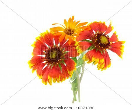 Flores escarlatas