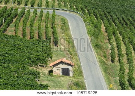 Vineyards In Oltrepo Pavese (italy)