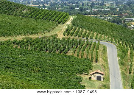 Vineyards In Oltrepo Pavese (italy)