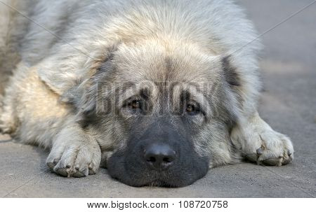 Caucasian shepherd dog - portrait