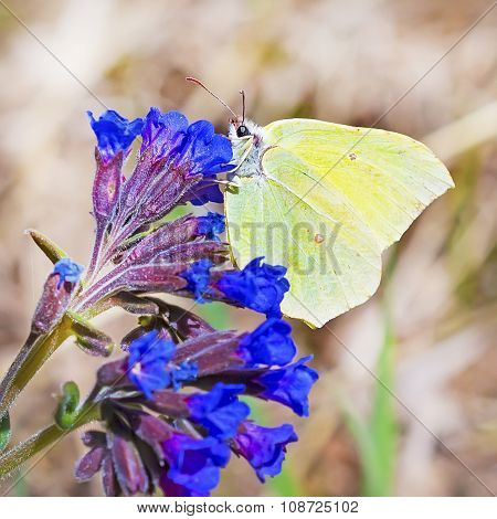 Daily Limonite butterfly (Gonepteryx)