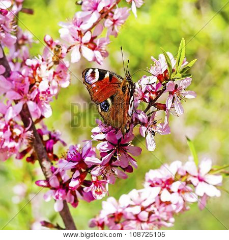 Butterfly peacock eye (Inachis io)