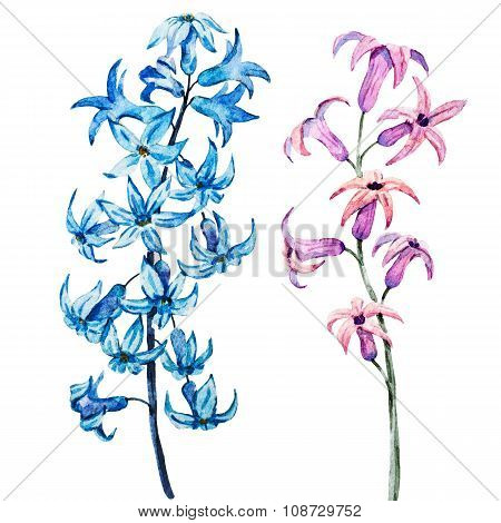 Hand drawn watercolor flowers