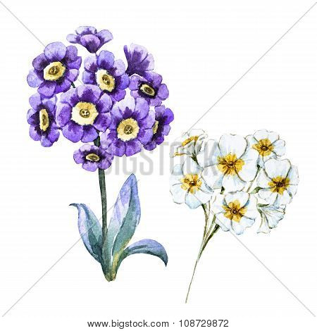 Hand drawn watercolor flowers