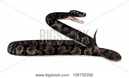 Cottonmouth Snake On White